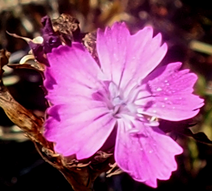 Dianthus graniticus