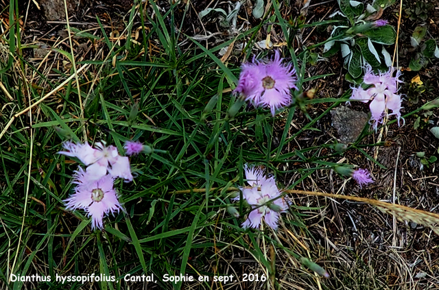 Dianthus hyssopifolius