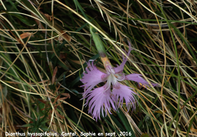 Dianthus hyssopifolius