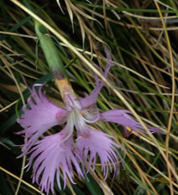 Dianthus hyssopifolius