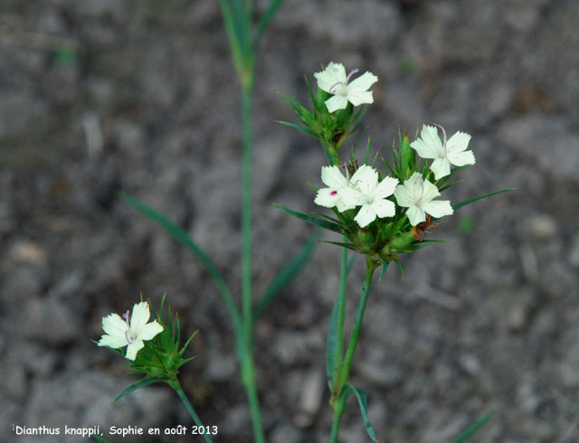 Dianthus knappii