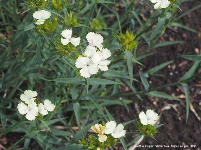Dianthus knappii