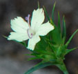Dianthus knapii