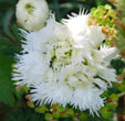 Dianthus 'Mrs. Sinkins'