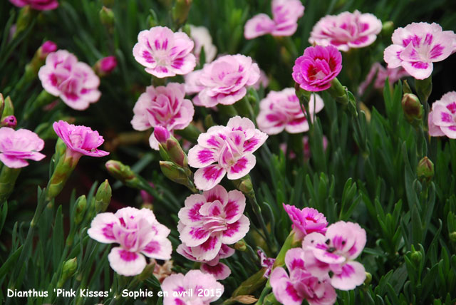 Dianthus 'Pink Kisses'