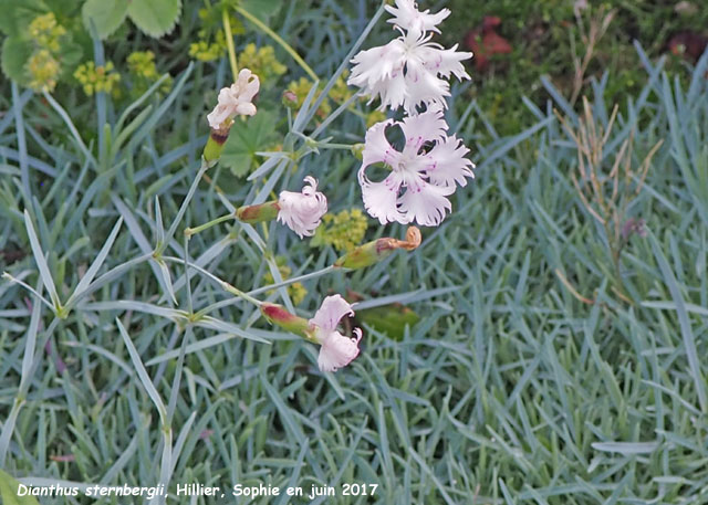 Dianthus sternbergii