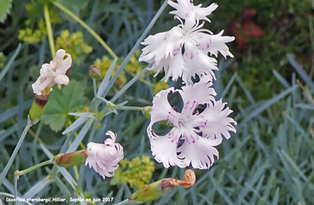 Dianthus sternbergii