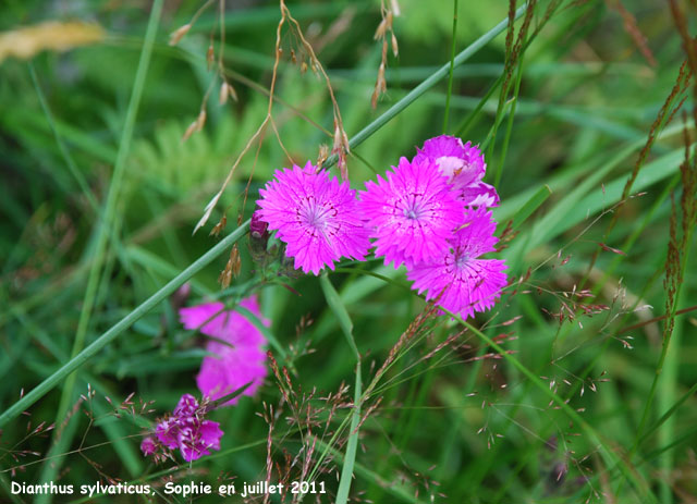 Dianthus  sylvaticus