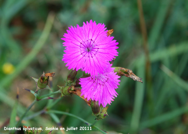 Dianthus sylvaticus