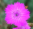 Dianthus sylvaticus