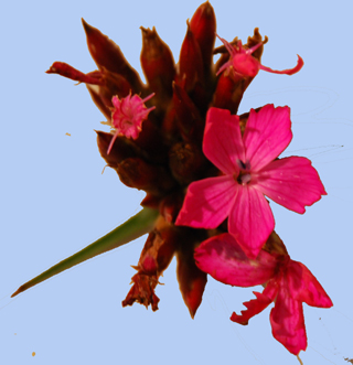 Dianthus carthusianorum