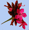 Dianthus  carthusianorum