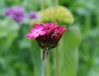 Dianthus carthusianorum