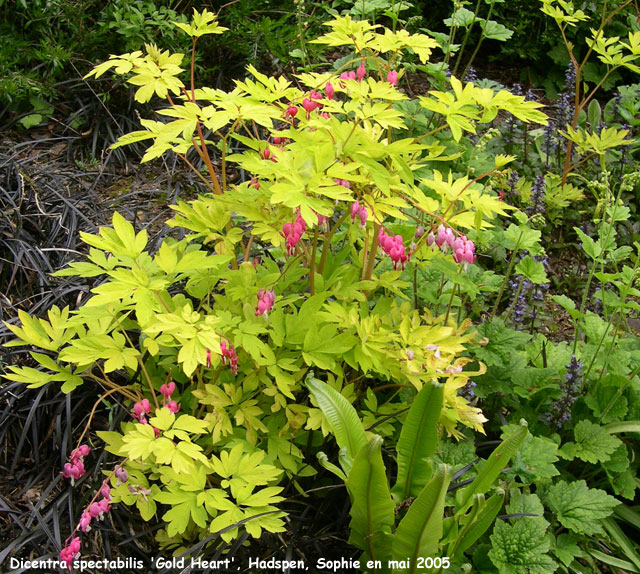 Dicentra spectabilis 'Gold Heart'