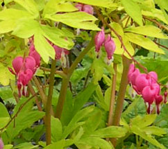 Dicentra spectabilis 'Hadspen'