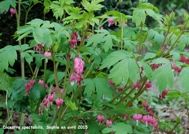 Dicentra spectabilis