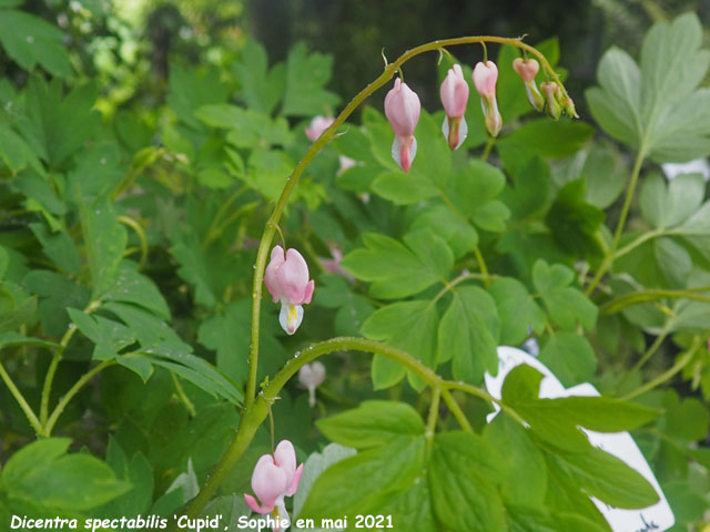 Dicentra spectabilis 'Cupid'