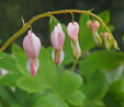 Dicentra spectabilis 'Cupid'