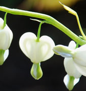 Dicentra spectabilis 'Alba'