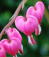 Dicentra spectabilis