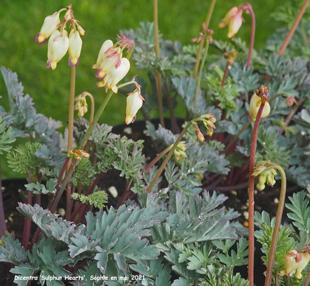 Dicentra 'Sulphur Hearts'