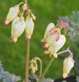 Dicentra 'Sulphur Hearts'