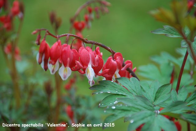 Dicentra spectabilis 'Valentine'