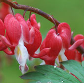 Dicentra spectabilis 'Valentine'