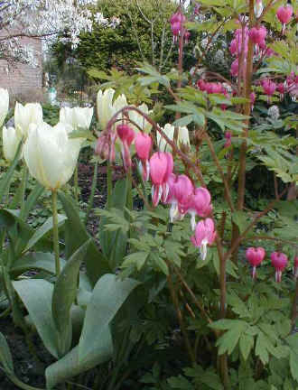 Dicentra spectabilis