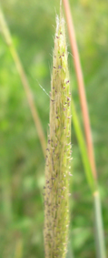 Dichantium saccharoides