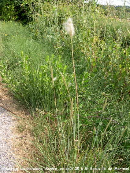 Dichantium saccharoides