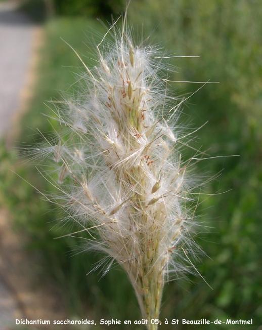 Dichantium saccharoides