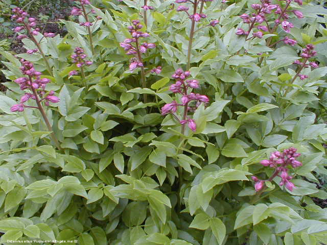 Dictamnus albus 'Purpureus'