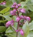 Dictamnus albus 'Purpureus'