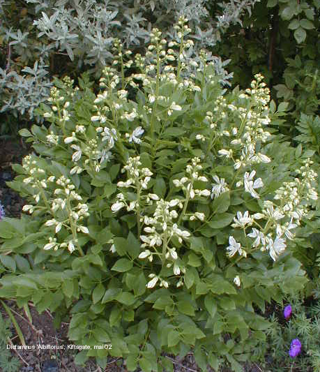 dictamnus albus 'Albiflorus'