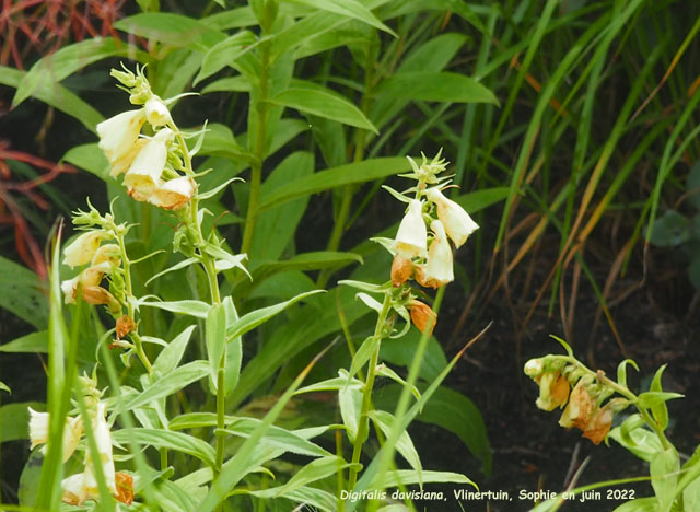 Digitalis davisiana