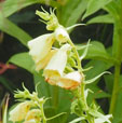 Digitalis davisiana