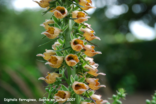 Digitalis ferruginea