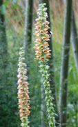 Digitalis ferruginea