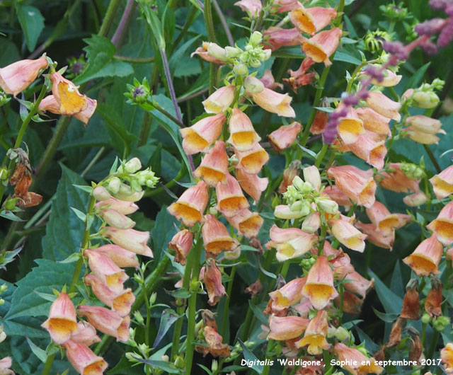 Digitalis 'Waldigone'