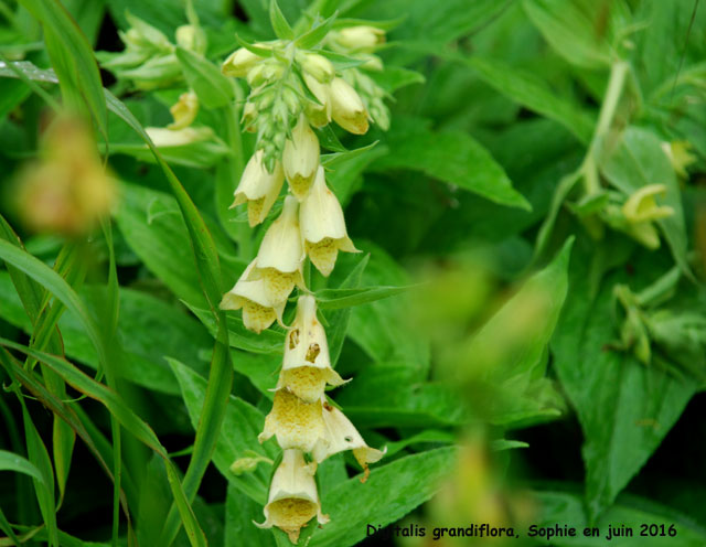 Digitalis grandiflora