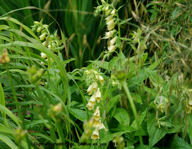 Digitalis grandiflora