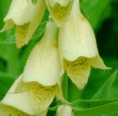 digitalis grandiflora