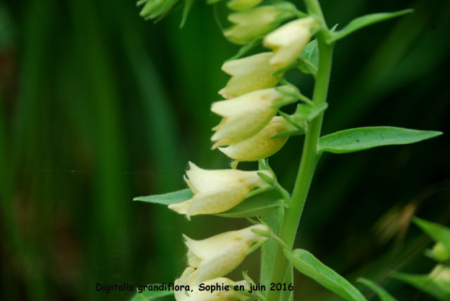 <img src="../../phoplantes/d/digitalis_grandiflora2.jpg">
