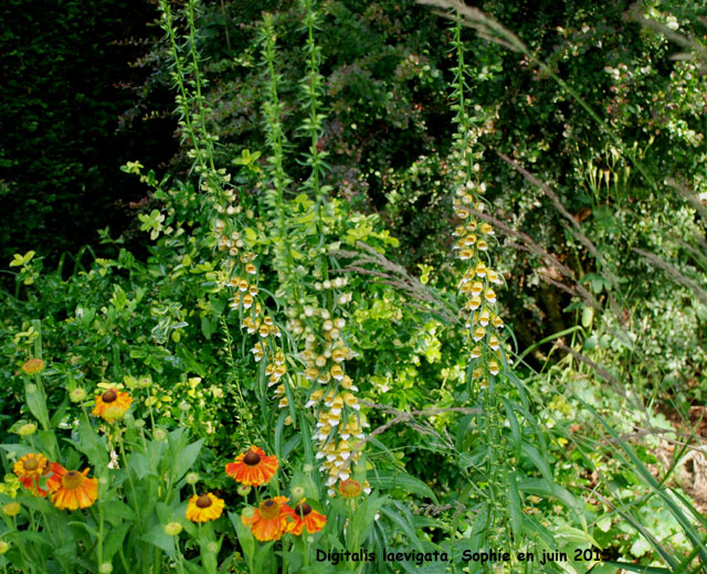 Digitalis laevigata