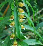 Digitalis laevigata