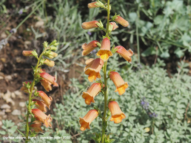 Digitalis obscura
