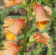 Digitalis obscura'