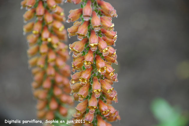 Digitalis parviflora