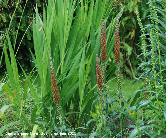 Digitalis parviflora